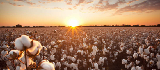 A field of cotton.
