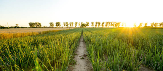 A field of onions.