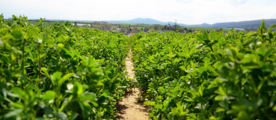 A field of alfalfa.