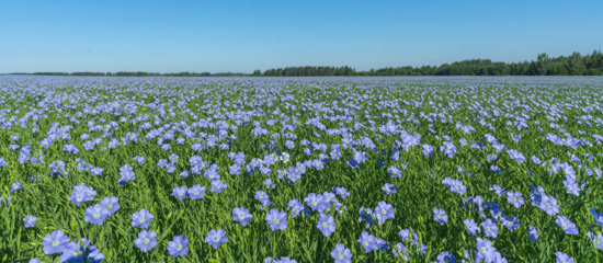 A field of flax.