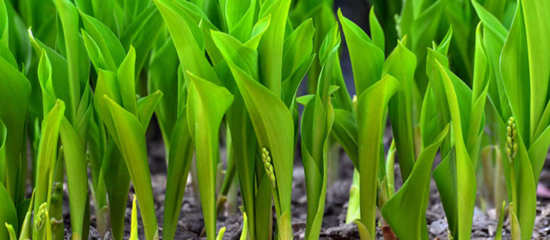 Field of lilies.