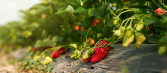 Field of strawberries.
