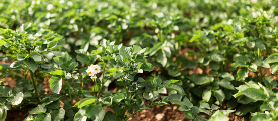 Field of potatoes.