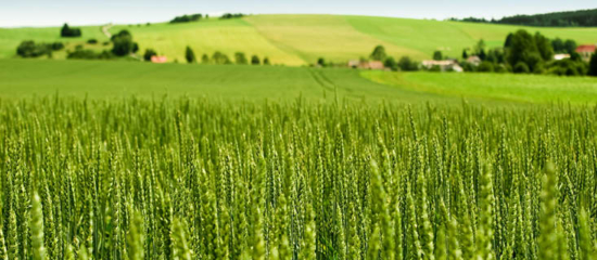 Field of cereal.