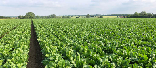 Field of sugar beets.