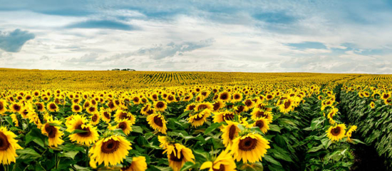 Field of sunflowers.
