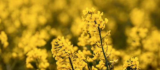 Field of rapeseed or canola.