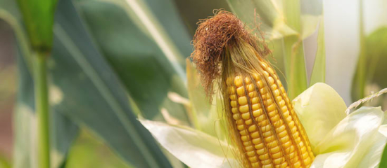 An image of corn.