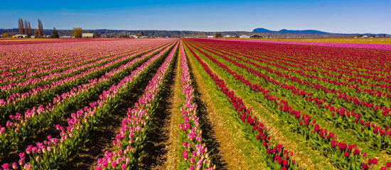 Field of tulips.